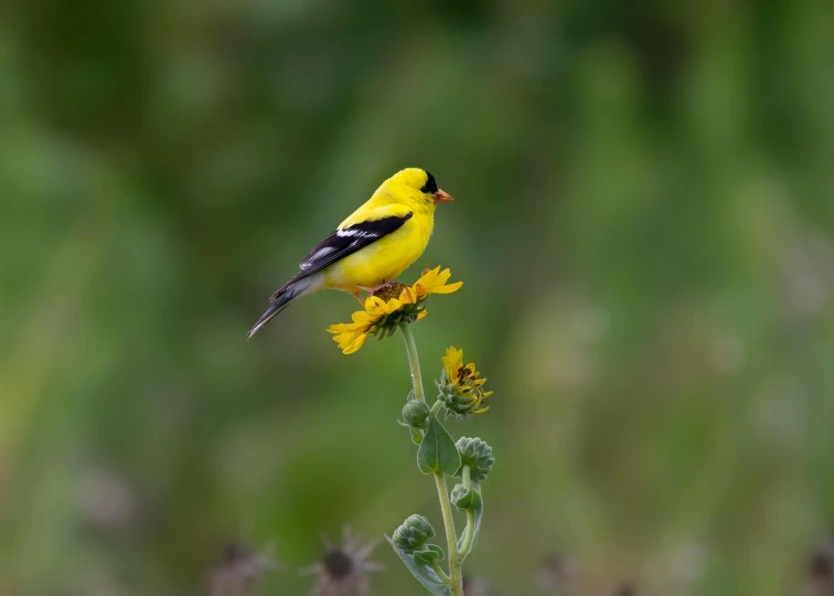 the small bird is perched on the yellow flower