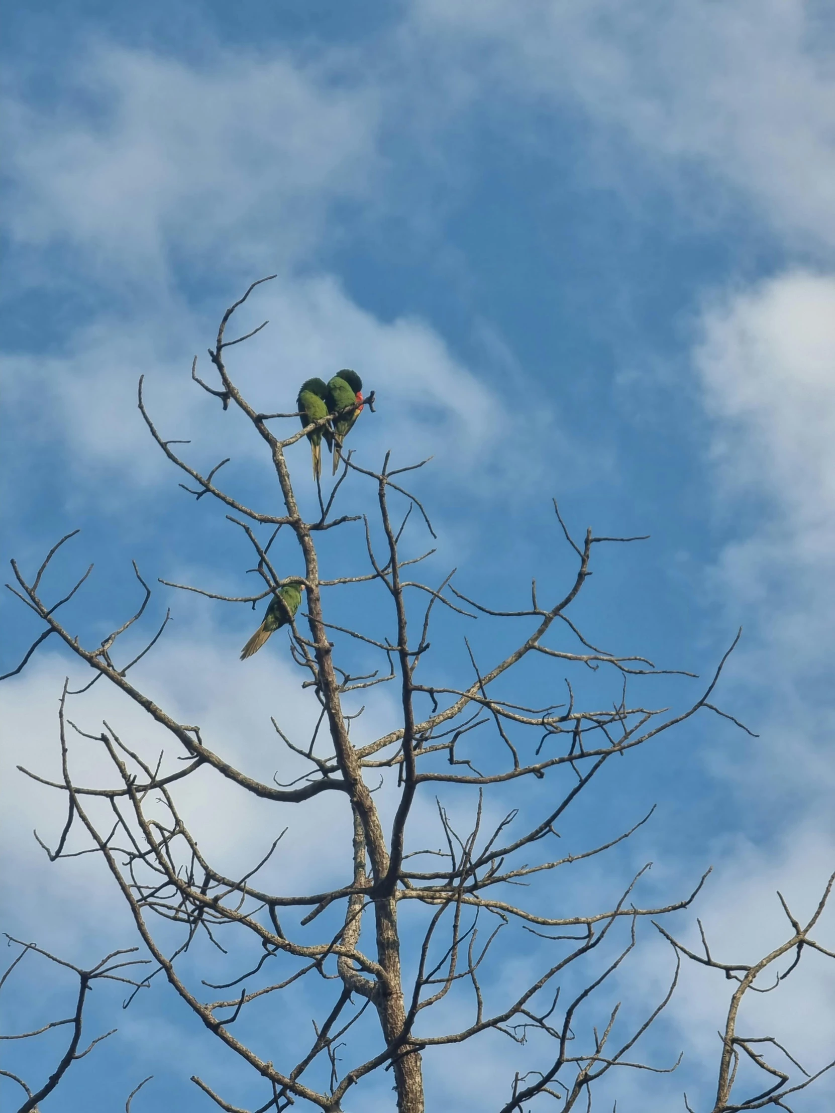 two green birds perch atop the tree nches