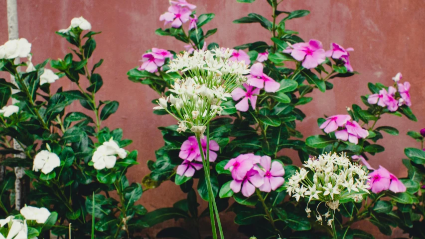 colorful flowers that are growing in a garden