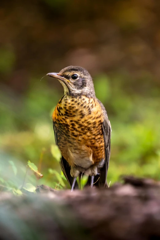 a brown, orange and black bird standing on the ground