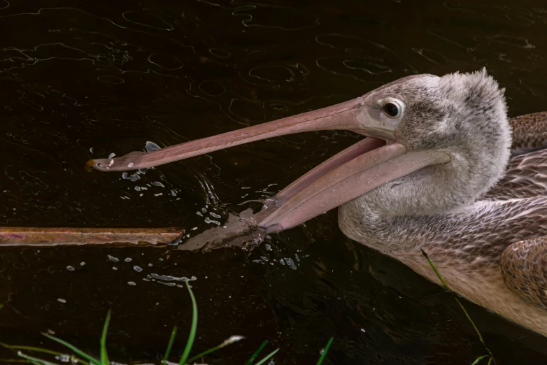 a big bird with large long bill in water