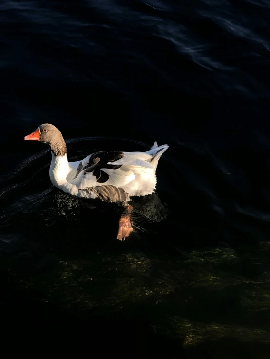 a duck floating on top of a lake near the water