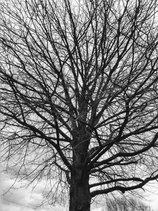 a black and white po of a tree with no leaves