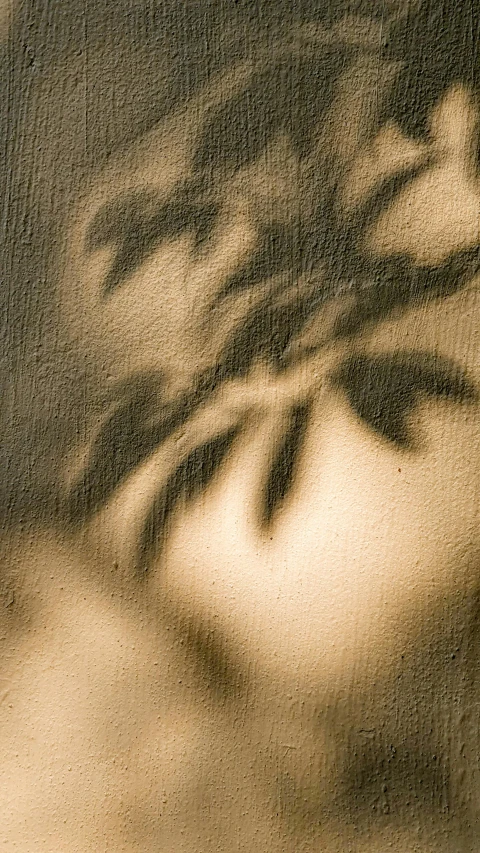 shadows from the leaves on a wall and tree