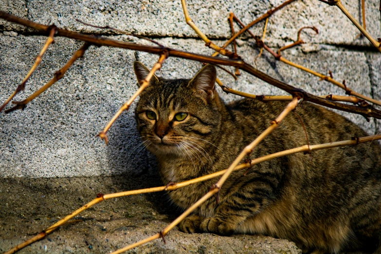 a cat sitting on top of a cement wall near some nches