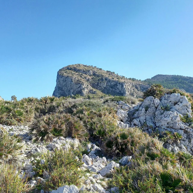 an animal on a hill that is surrounded by vegetation