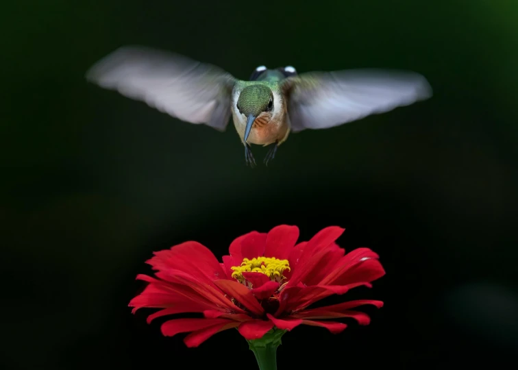 a bird flying low to a flower