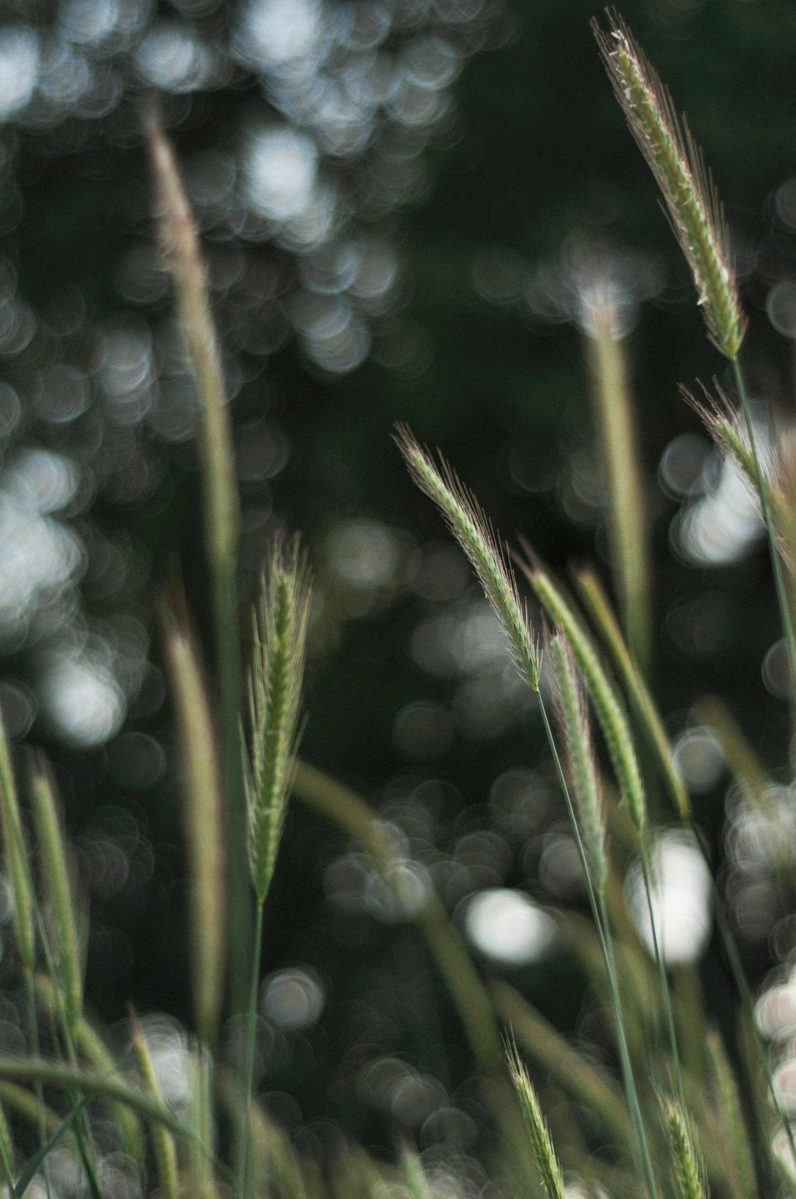 close up of a leaf on grass and trees