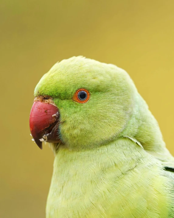 the green bird with red on its head looks forward