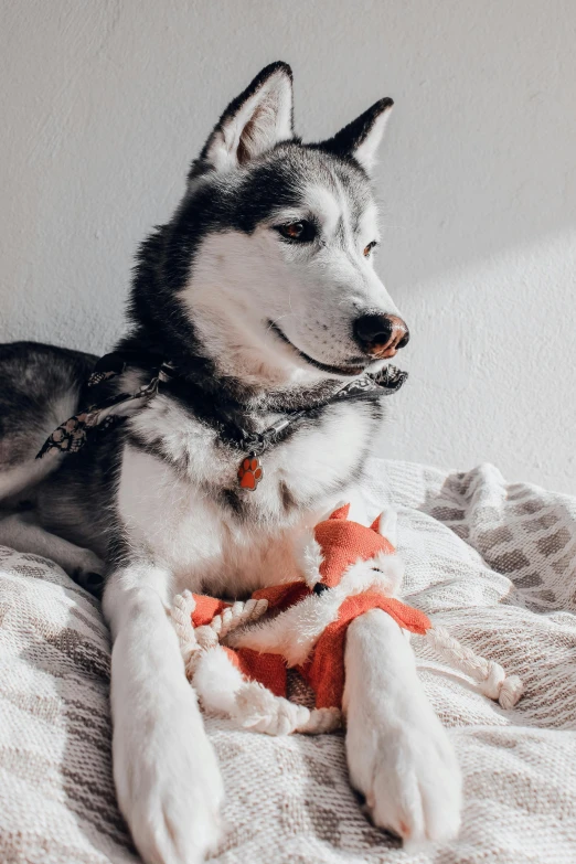 a husky dog lies on a white blanket