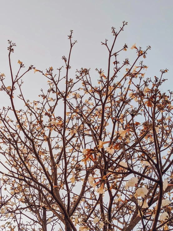 the white flowered tree nches are ready for spring