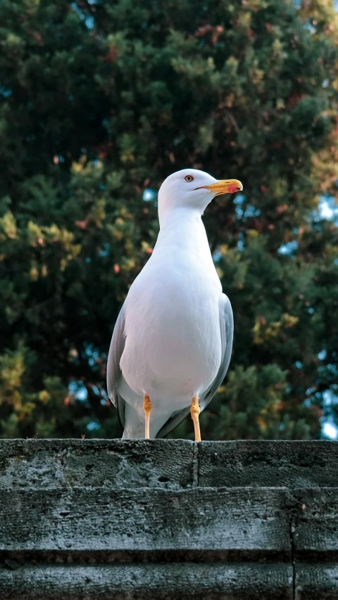 a seagull perched on a ledge in front of trees