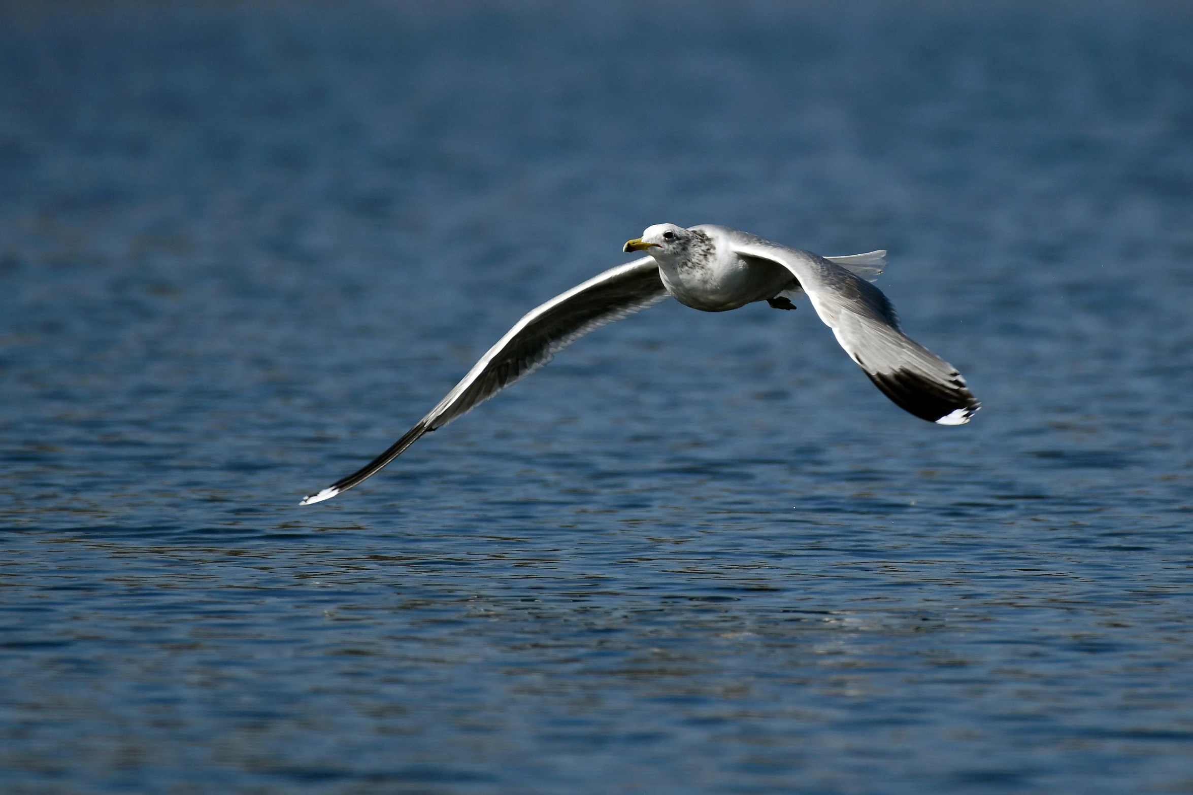 a white bird flying over some calm blue water