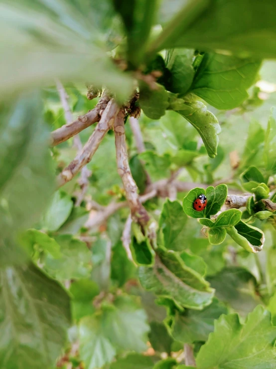 green leaves are growing and red bugs are on it