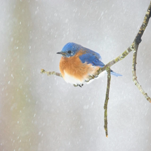 a blue bird perched on a tree nch in the snow