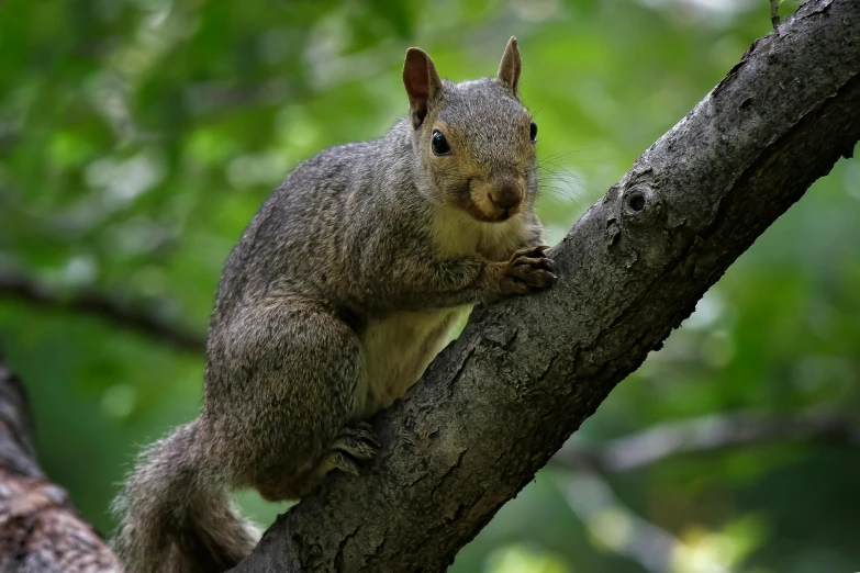 a squirrel is sitting on a nch with a smile