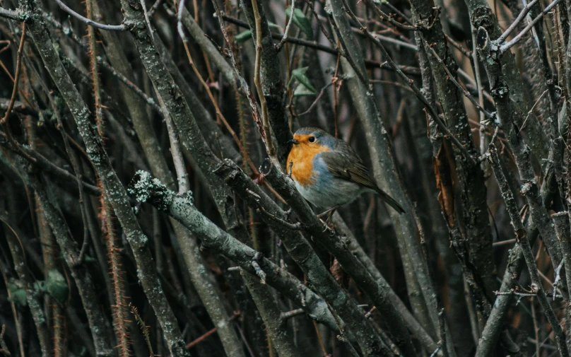 a small colorful bird sitting on top of a tree nch