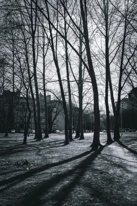 black and white pograph of tree casts on the ground