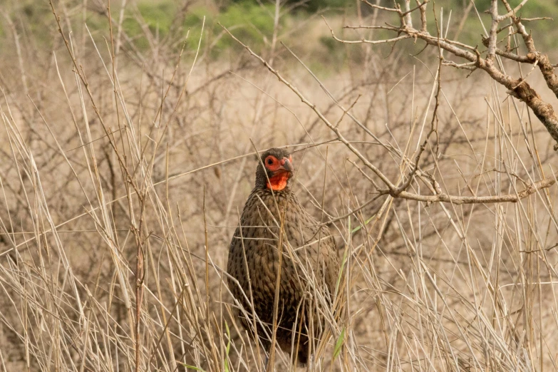 a large bird with an orange head stands in the woods