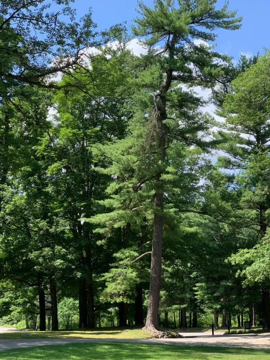 two large trees line the walkway in a wooded area