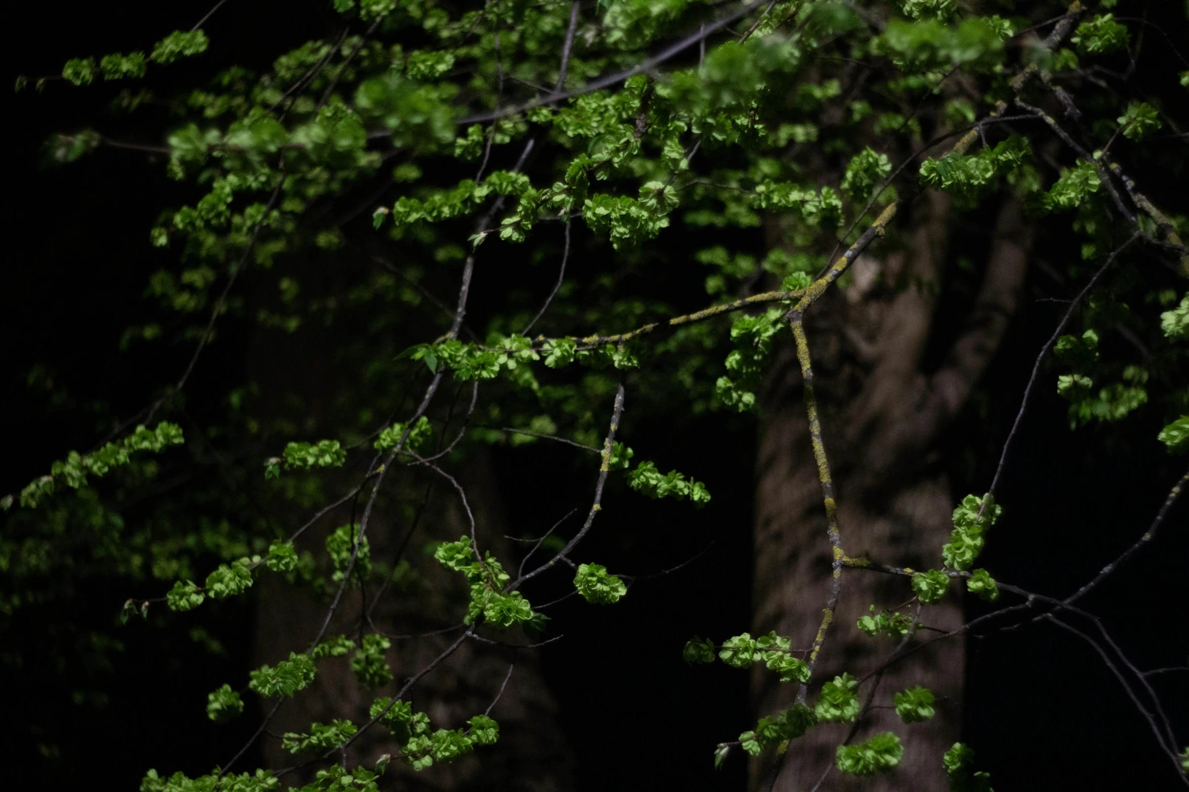 an outdoor area with many trees in the night