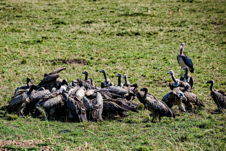 several large birds standing near each other in the grass