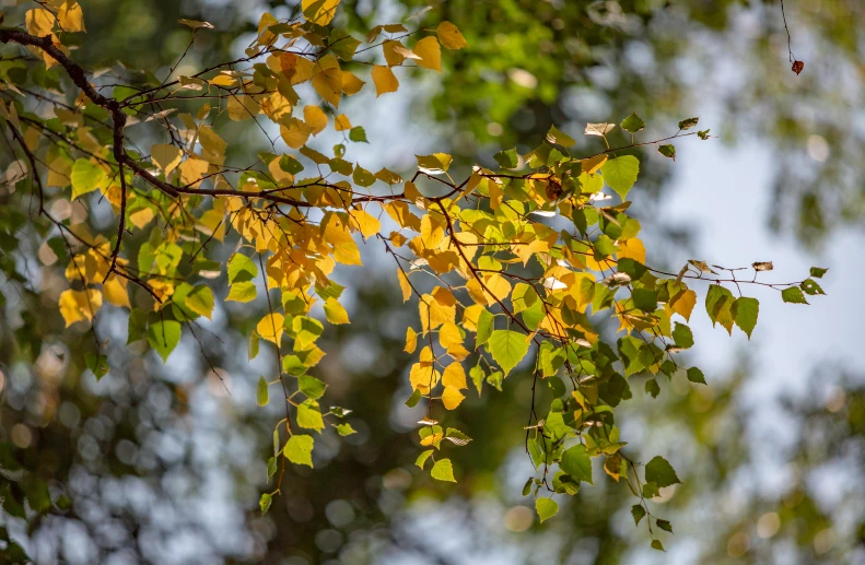 the leaves of an acelant tree in autumn