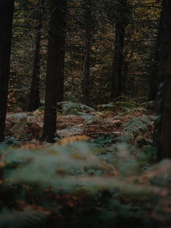 a forest with lots of trees and grass