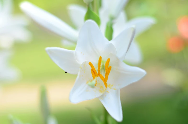 there is a white flower with an orange stamen