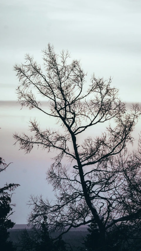 a lone tree is in silhouette against a purple sky