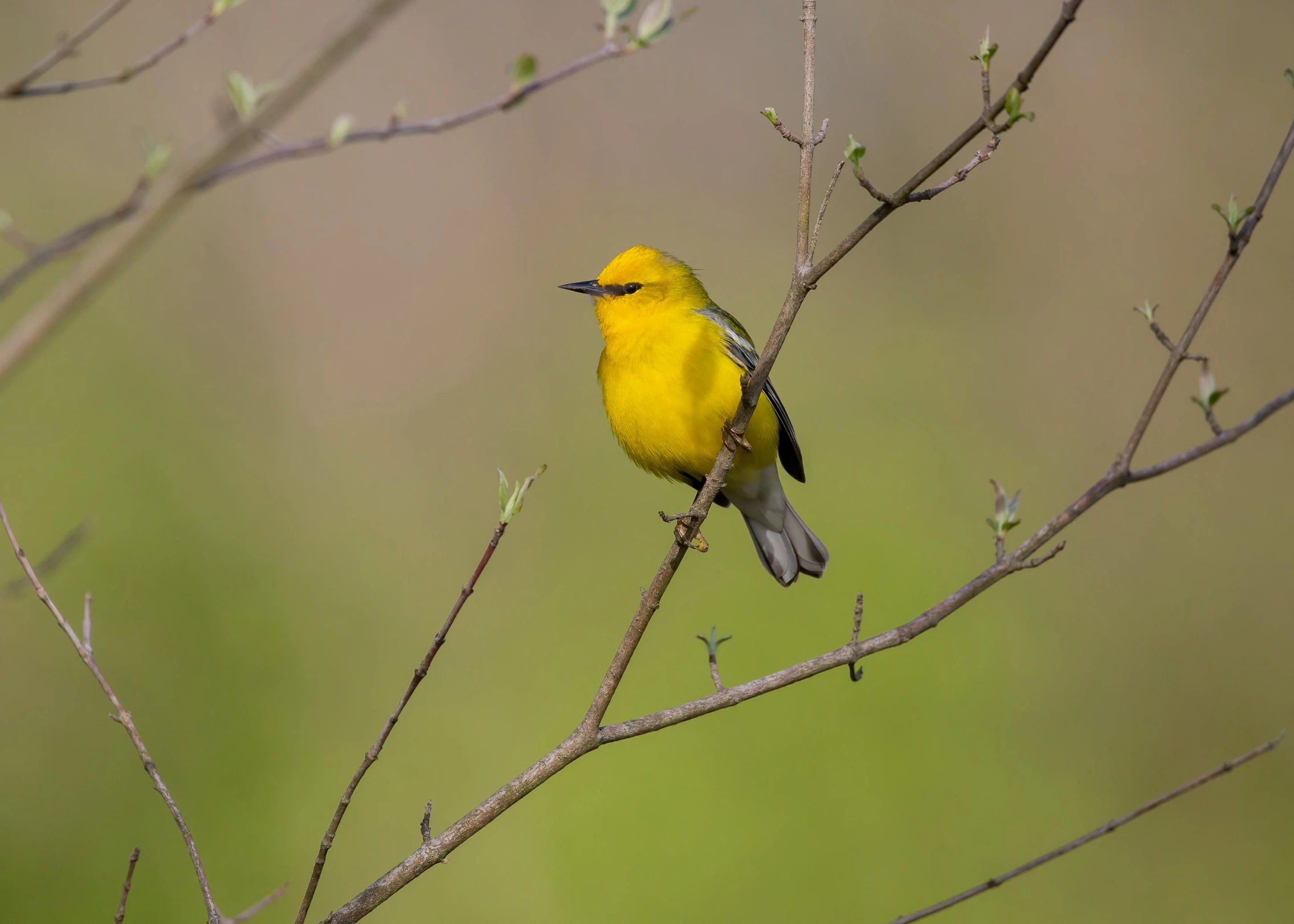 a bright yellow bird sitting on the nch of a tree