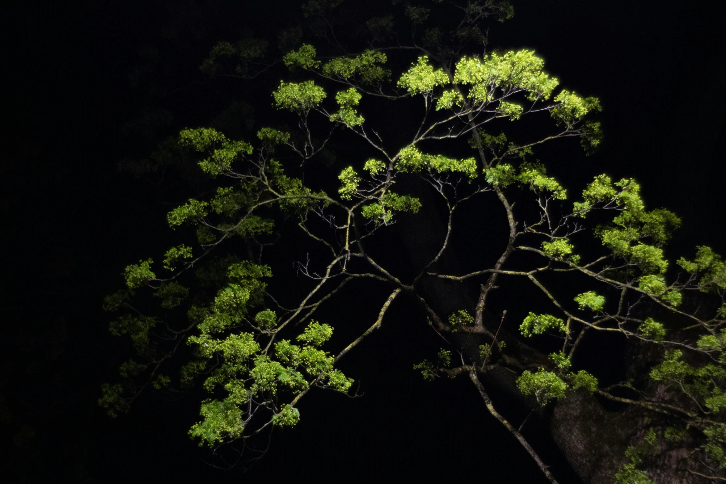 a green tree is in the dark and illuminated