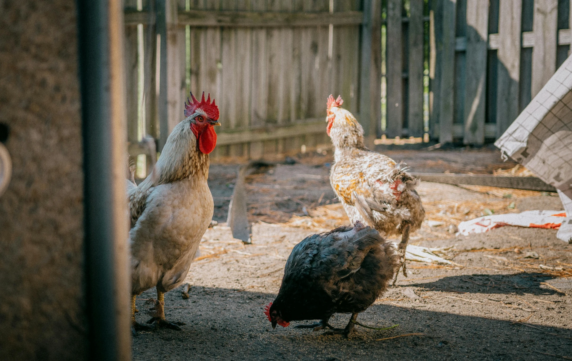 chickens are standing on the ground by a fence