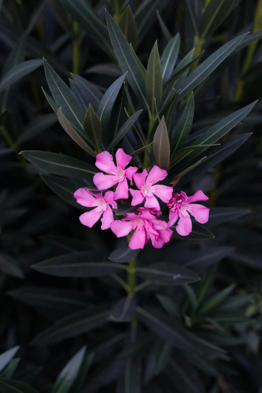 a cluster of pink flowers with dark green leaves