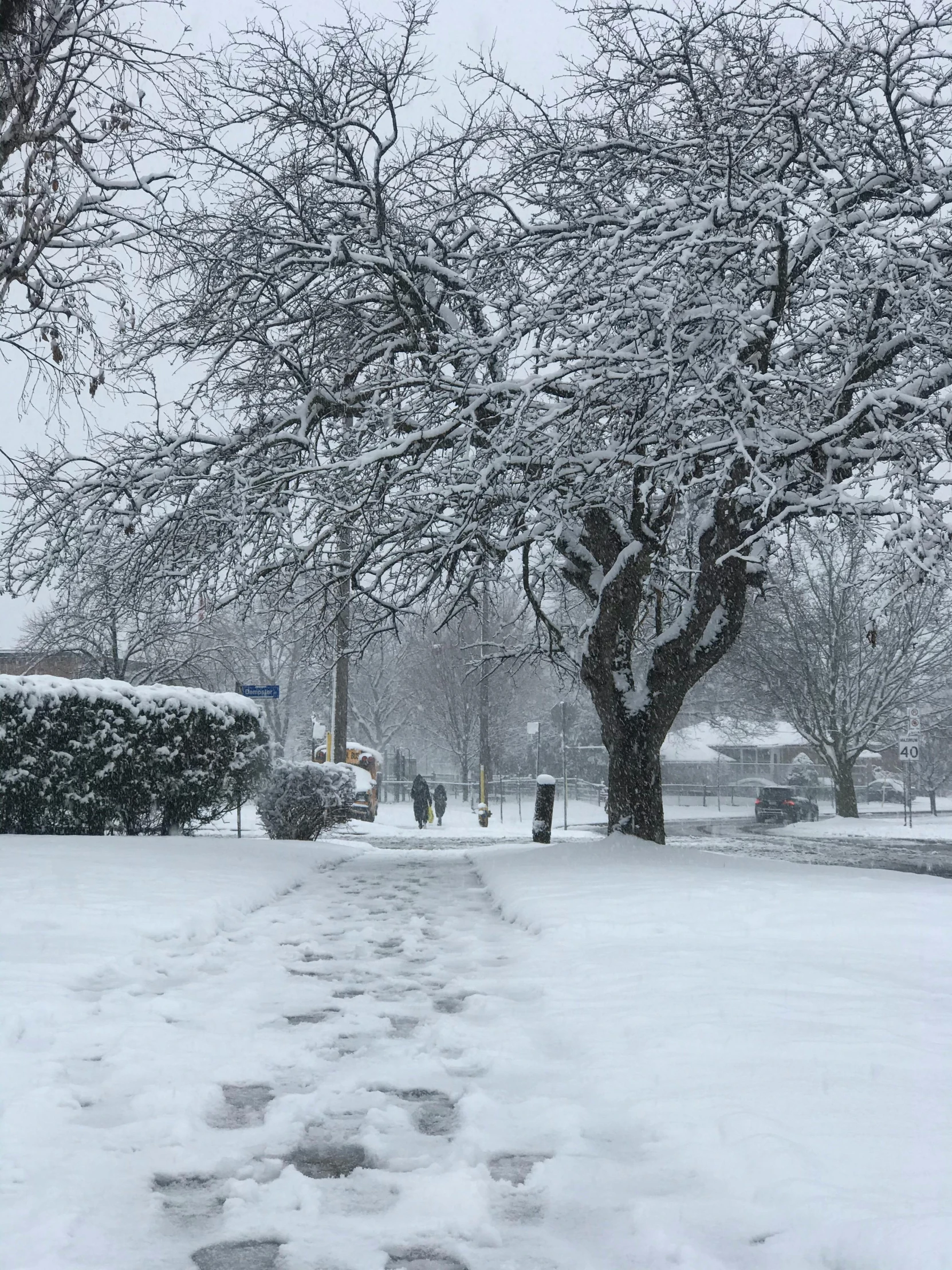 snow covers trees and path in the middle of cam