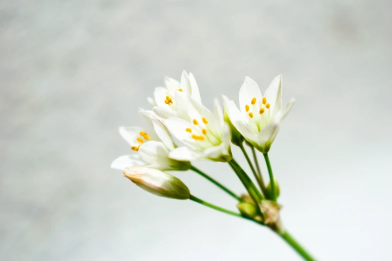 an up close view of some white flowers