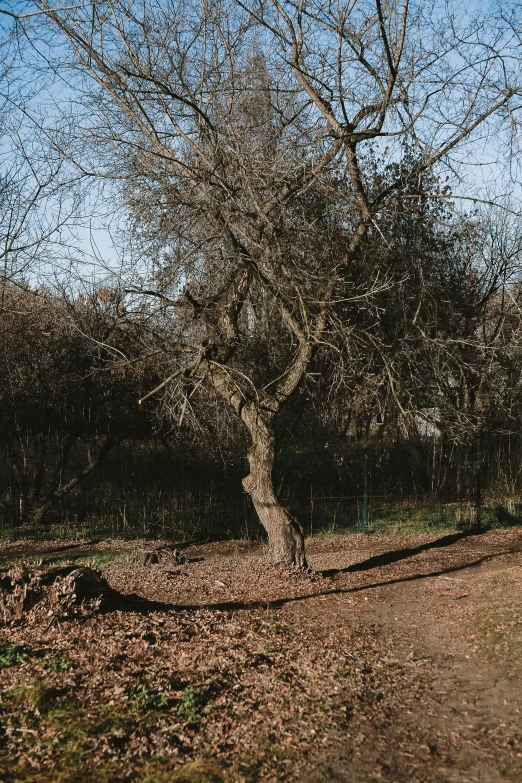 an old tree with no leaves near by