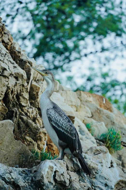 a small bird sitting on the rocks next to water