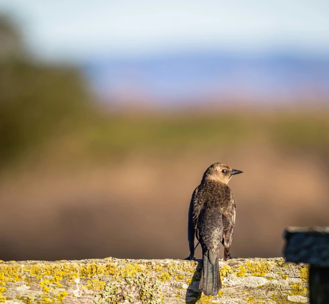 a bird perched on top of a rock formation