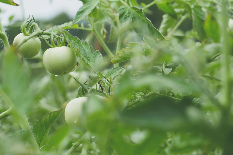 there are four tomatoes hanging from the plants