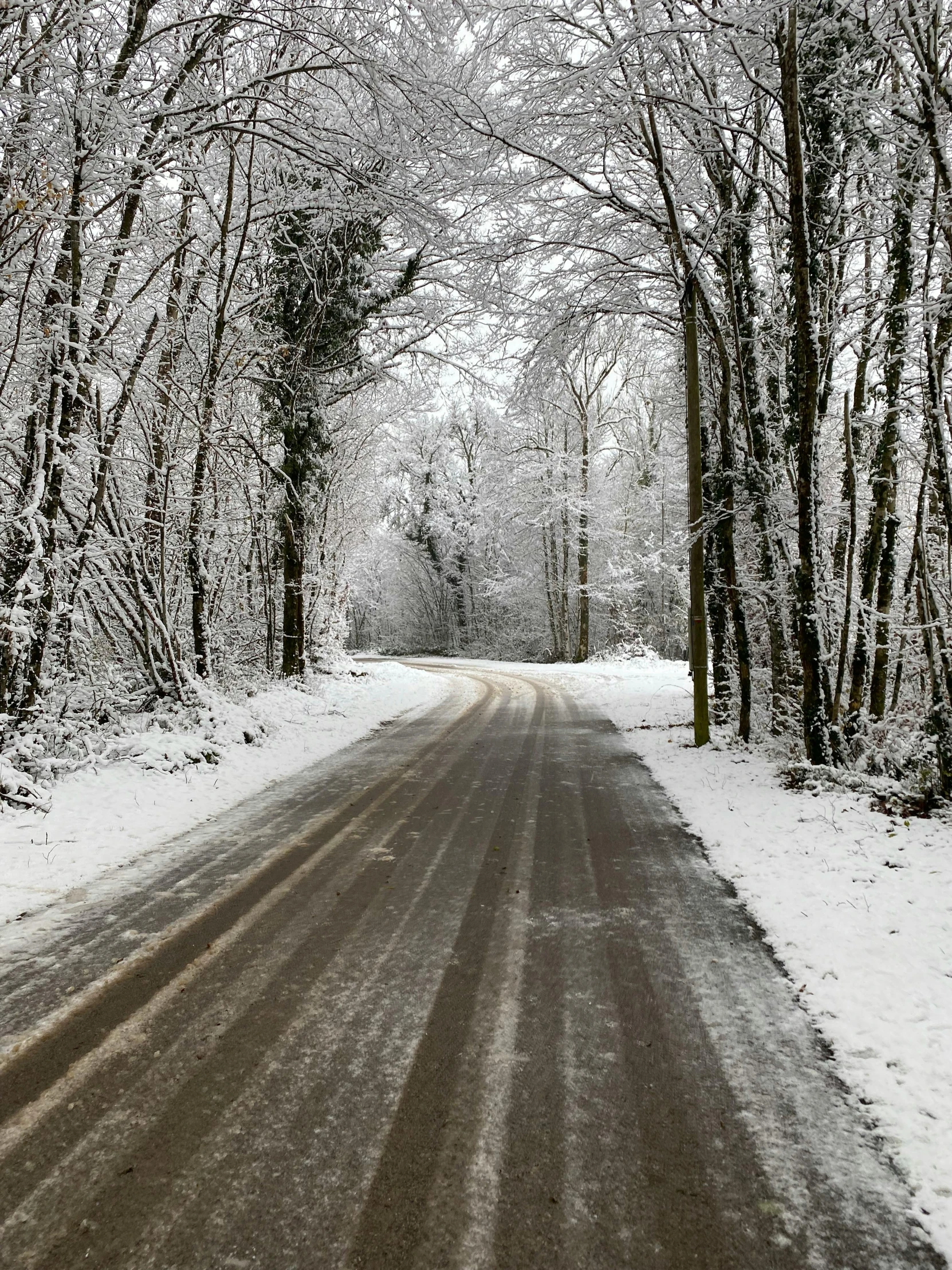 snow covered trees on a road in winter