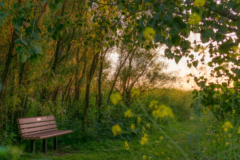 the bench is surrounded by tall tree trunks