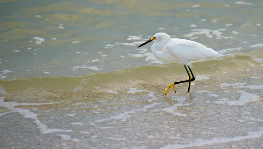 there is a white bird with an orange beak walking in shallow water
