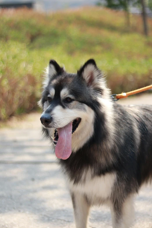 a dog on a leash is pulling a small piece of wood