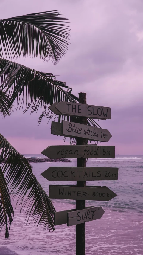 a palm tree is near a direction sign