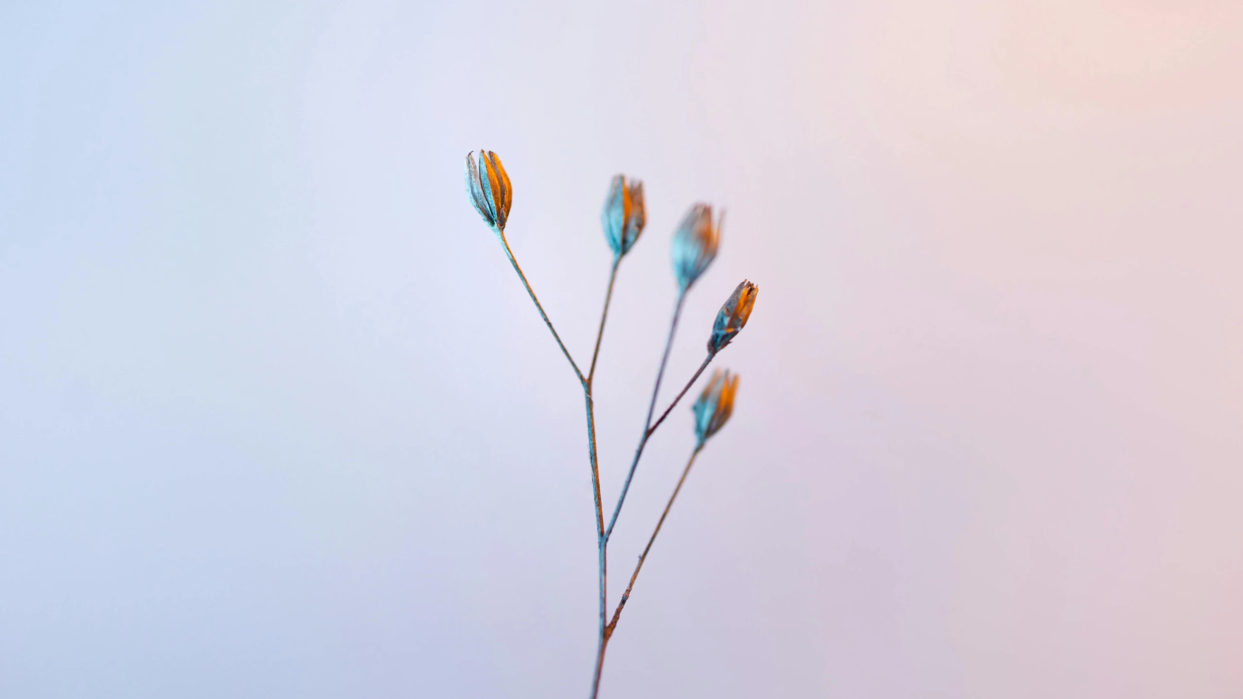 three long thin, orange flowers splayed with white and blue flowers