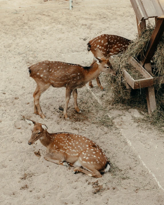 two deers eating grass in the sand by a bench