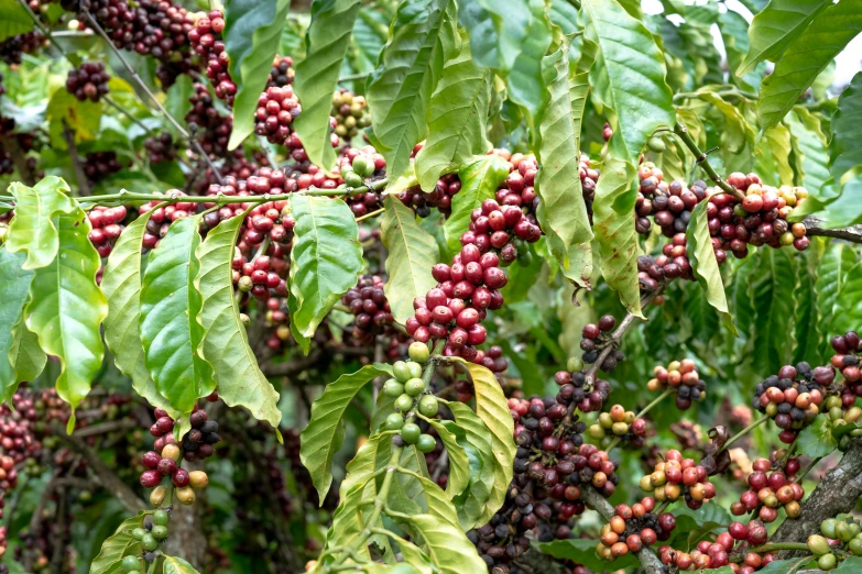coffee berries on a tree with many green leaves