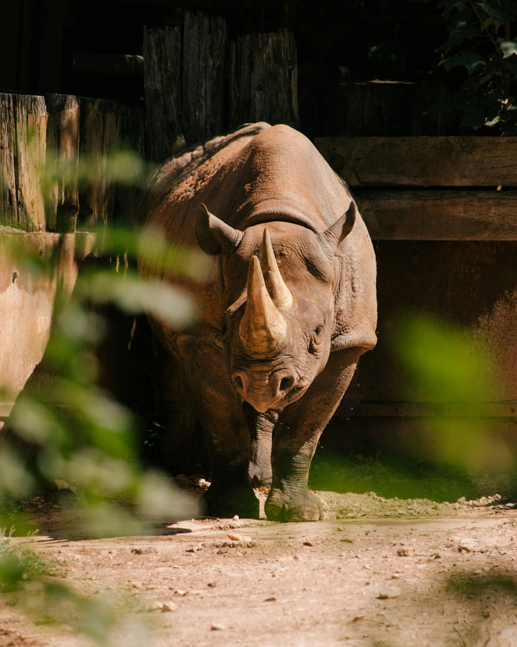 an rhinoceros, the big and small animals in the zoo are together