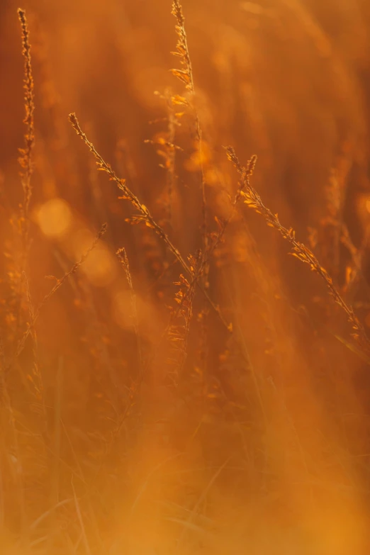 the back light is shining on the grass